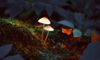 Lysende svampe i skovbunden